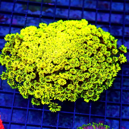 7X6 XXL CENTERPIECE INDO GONIOPORA-SUPER SUPER RARE RED ALIEN EYED MASTERPIECE GONIOPORA-THIS IS A B