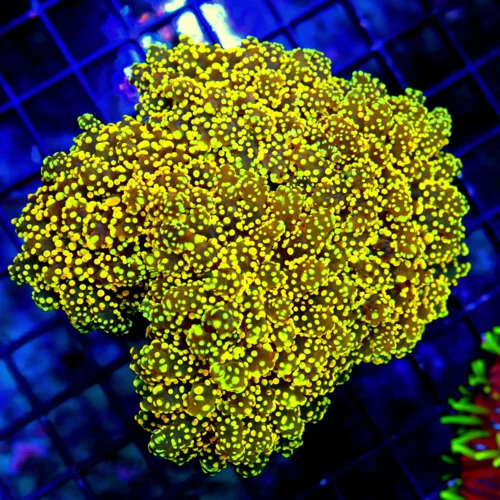 5.5X55 XXL GIANT ULTRA BRANCHING OCTOSPAWN-HANDPICKED BY SCOTT-INCREDIBLE COLOR-PERFECT CONDITION!!