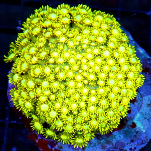 4.5X4.5 HIGHLIGHTER YELLOW INDO ULTRA GONIOPORA-SUPER SUPER NEON YELLOW HIGHLIGHTER XL ULTRA GONIOPO