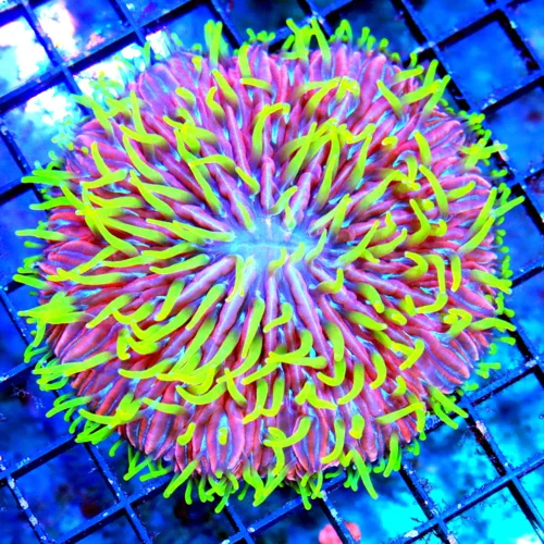 4.5X4.5 XL CENTERPIECE PLATE-ULTIMATE COLLECTORS ITEM ZOMBIE APOCALYPSE DIASERIES PLATE-HOLY GRAIL