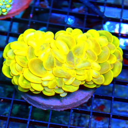 5X3.5 ULTRA RARE INDO BUBBLE VERY VERY RARE NEON DARK YELLOW ULTRA COLORED INDO BUBBLE