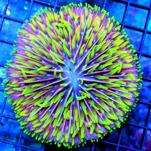 4.5X4.5 XL CENTERPIECE PLATE-ULTIMATE COLLECTORS ITEM ZOMBIE APOCALYPSE DIASERIES PLATE-HOLY GRAIL