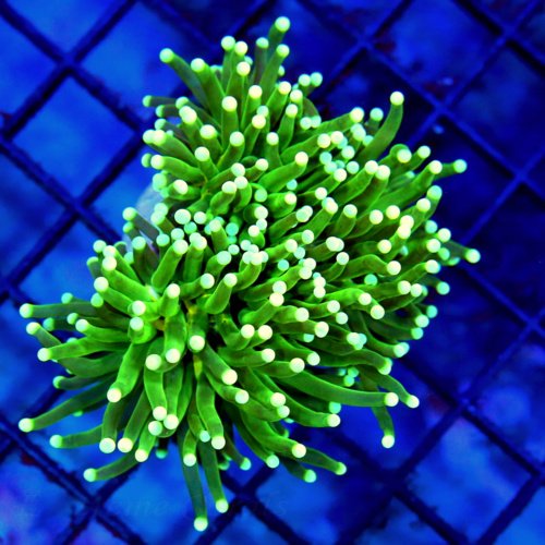 6.5x5.5 RHODACTIS MUSHROOM-LARGE SHOWPIECE THIS IS A DEFINATE COLLECTORS RHODACTIS MUSHROOM COLONY