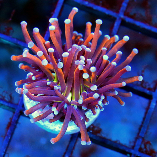 4.5x4 VERY RARE ONLY GET A FEW OF THESE A YEAR HADPICKED BY SCOTT ULTRA COLORED POLYATHAO