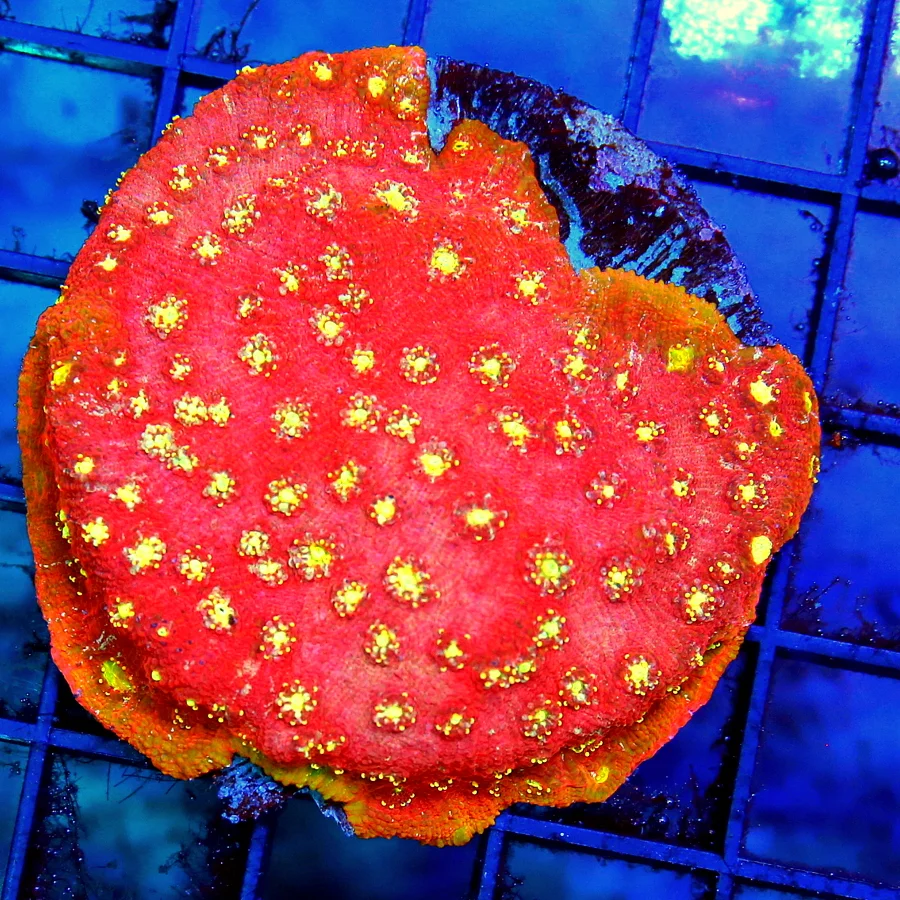 3x3 CHALICE CORAL - SUN MOON ECHINOPHYLLIA CHALICE - THESE WERE ALL GROWN IN OUR SYSTEM - NOT A FR
