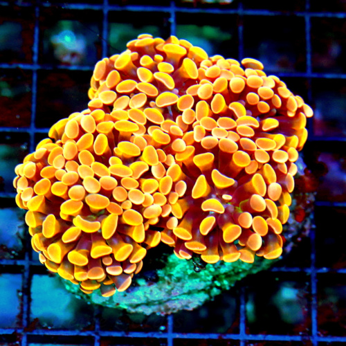 4.5x4.5 ULTRA COLORED INDO-ORANGE/RED MONTIPORA DIGITATA ARRIVE ALIVE GUARANTEE