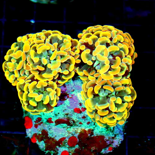 4.5x4 BRANCHING HAMMER CORAL - SCREAMING NEON ORANGE BRANCHING HAMMER CORAL