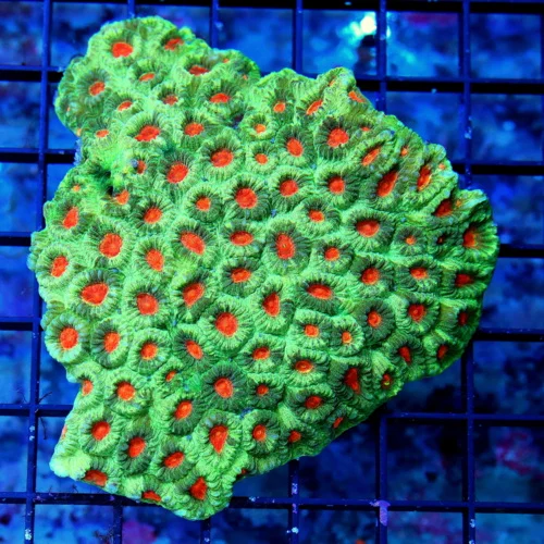 4.5X4 LARGE ULTRA FAVIA-CRAZY CARAZY NEON ORANGE ALIEN EYED ULTRA COLORED INDO FAVIA