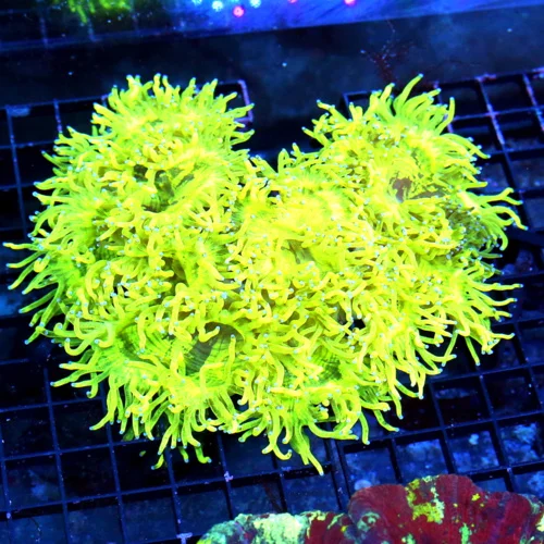 10X8 GIANT XXL SHOWPIECE ELEGANCE-ONE OF THE BRIGHTEST NEON ULTRA YELLOW ELEGANCE I HAVE SEEN THIS Y