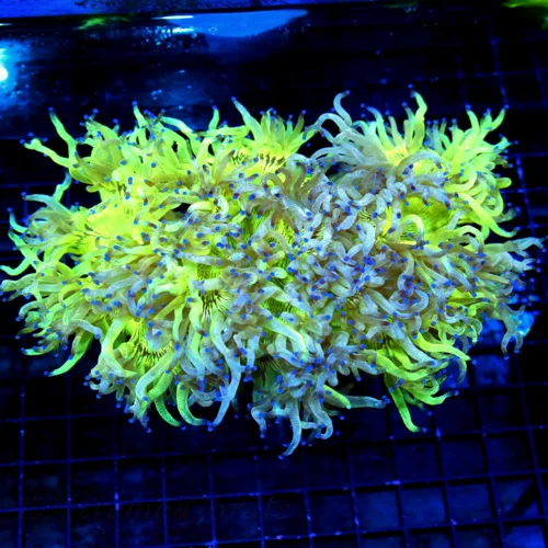 12X8 ULTRA XXL GIANT SHOWPIECE ELGANCE-PEE IN YOUR PANTS AWESOME INCREDIBLE GLOWING BLUE TIPS