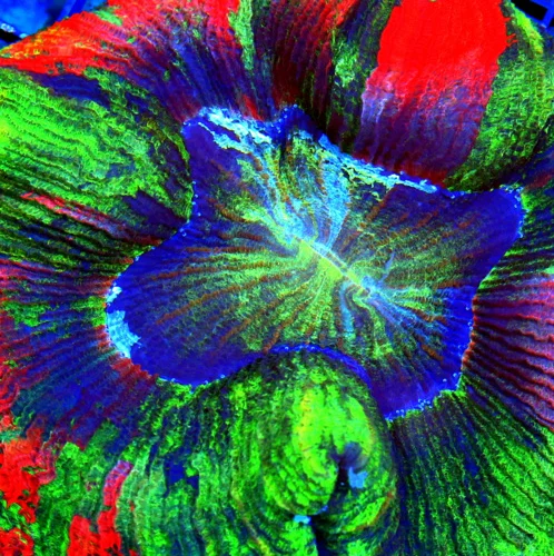 5.5X5.5 ULTRA WELLSOPHYLLIA-HANDPICKED BY SCOTT ULTRA RAINBOW GIANT INDO WELLSOPHYLLIA