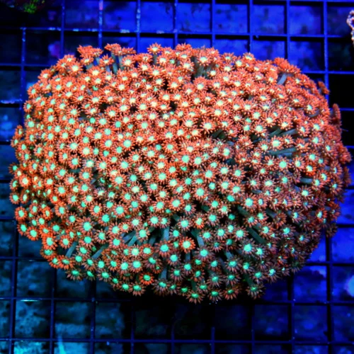 6X5.5 GIANT XXL ULTRA RED WESTERN AUSTRALIA GONIOPORA-THIS SPECIMEN IS OUT OF SIGHT!!