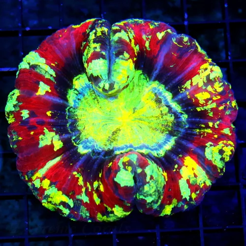 4X4 ULTRA WELLSOPHYLLIA-HANDPICKED BY SCOTT ULTRA RAINBOW LARGE INDO WELLSOPHYLLIA