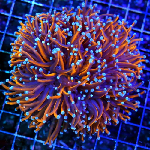 6.5X6.5 GIANT XXL ULTRA TORCH-MY VERY FAVORITE TORCH THIS MONTNEVER EVER GET THIS COLOR-ONE OF A KIN