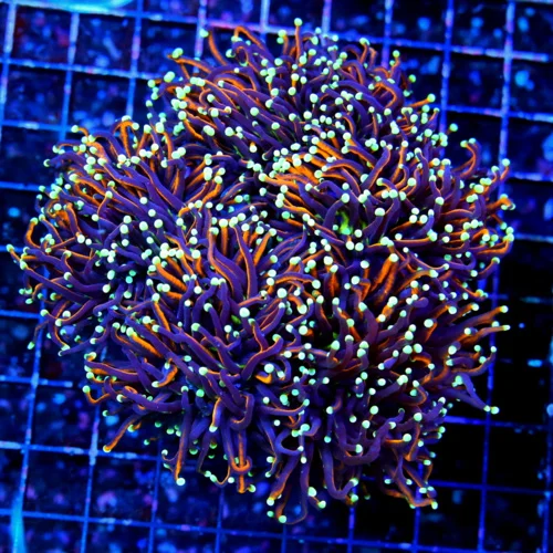 6.5X6.5 GIANT XXL ULTRA ULTRA GRADE CENTERPIECE INDO-ULTIMATE MULTICOLORED DRAGON SLAYER XXL CENTERP