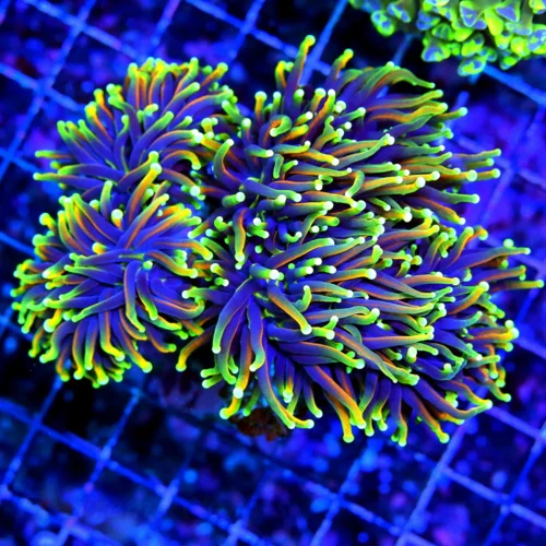 6X5 ULLTRA ULTRA SHOWPIECE GIANT INDO TOECH-INSANE HELLFIRE INDO TORCH THIS IS NOT A FRAG THIS IS A 
