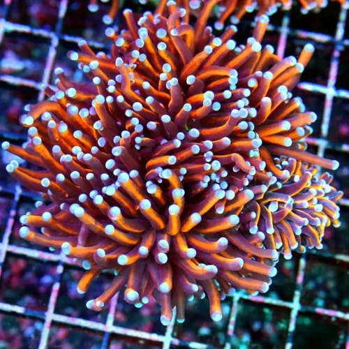 5.5X5.5 ULTRA INDO 24K MRPH ULTRA GRADE TORCH EXTREMELY NICE SHOWPIECE HANDPICKED!!