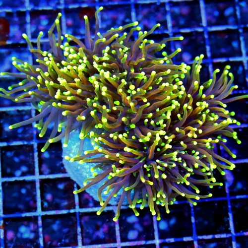 5.5X5 XXL ULTIMATE YELLOW TIPPED VERY VERY RARE ULTRA GRADE AUSSIE DRAGON SOUL TORCH