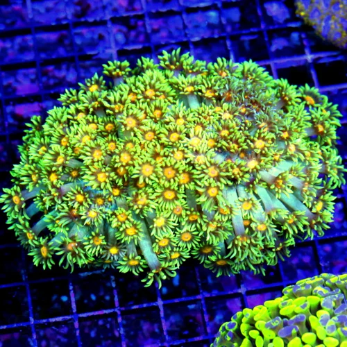 6X5 XXXL ULTRA GONIOPORA-INCREDIBLE SUPER SUPER YELLOW EYED BLUE TENTACLED ULTRA SHOWPIECE