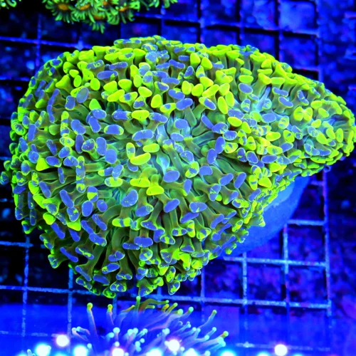 6X5 XXL 4 HEADED BRANCHING HAMMER-NEON HIGHLIGHTER YELLOW AUSSIE CRAZY INSANE COLORED BRANCHING HAMM