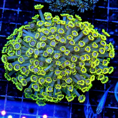 5.5X5.5 SUPER COLORED INDO GONIOPORA-BRILLIANT NEON NEON YELLOW BLUE EYD ULTRA GRADE INDO GONIOPORA-