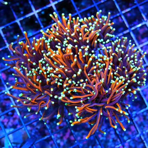 6X6 GIANT HELLFIRE MORPH ULTRA GRADE INDO-THIS IS NOT A COUPLE HEADS THIS IS A MONSTER CENTERPIECE