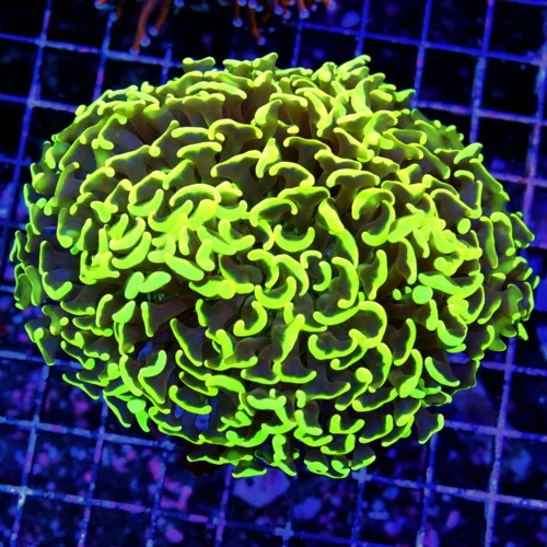 5.5X5 LARGE HAMMER-NEON NEON ULTRA LEMONLIME YELLOW TIPPED ORANGE TENTACLED AUSSIE SHOWPIECE HAMMER