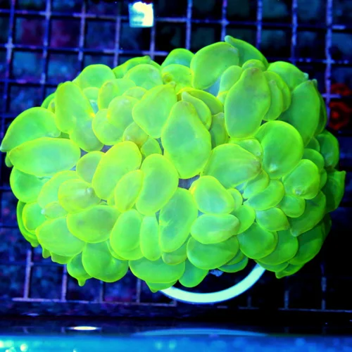 6X5 SL ULTRA HAMMER-SCREAMIN NEON ULTRA GLOWING LEMMON LIME GREEN PERFECT INDO ULTRA COLORED BUBBLE