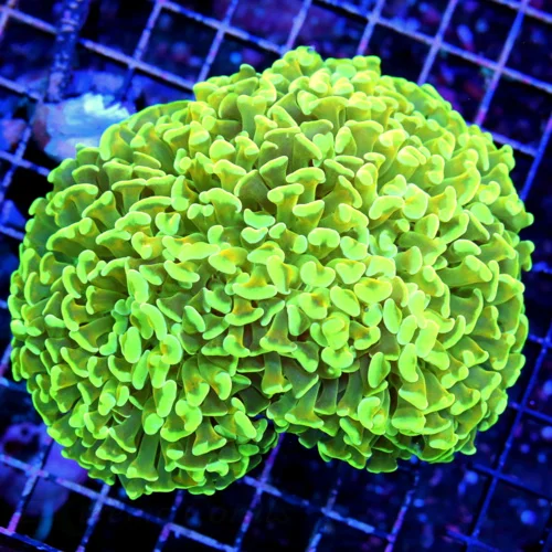 5.5X5 AUSSIE FATHEAD HAMMER-SUPER SUPER RARE COLORED ONE OF A KIND ULTRA GRADE AUSSIE HAMMER