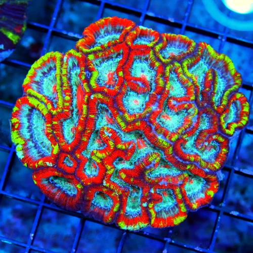 4.5X4.5 ULTRA LARGE SYMPYLLIA WILSONI-RAINBOW GRADE HANDPICKED BY SCOTT COLLECTOR ITEM SUPER RARE SY