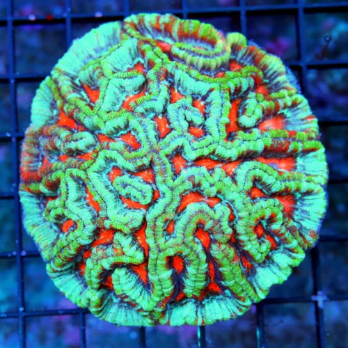 4.5X4.5 ULTRA LARGE SYMPYLLIA WILSONI-RAINBOW GRADE HANDPICKED BY SCOTT COLLECTOR ITEM SUPER RARE SY