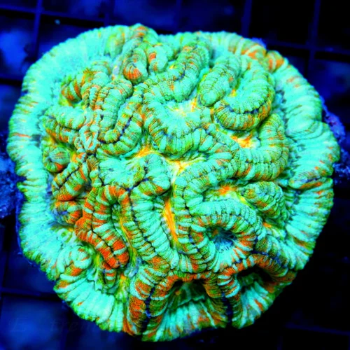 4X4 ULTRA LARGE SYMPYLLIA WILSONI-RAINBOW GRADE HANDPICKED BY SCOTT COLLECTOR ITEM SUPER RARE SYMPHY