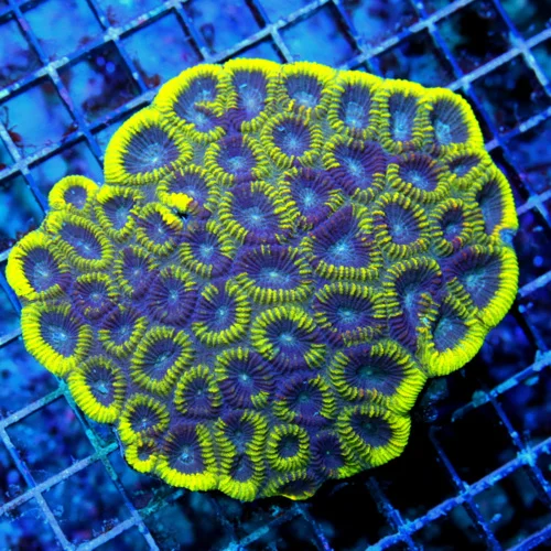 5.5X5.5 LARGE FAIVA-SUPER COLORED NEON NEON YELLOW RIMMED ULTRA PURPLE VERY VERY RARE COLORED FAVIA