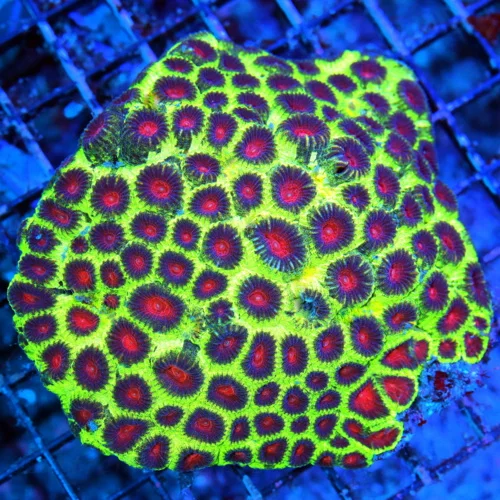 5.5X5.5 LARGE ULTRA INDO WATERMELON FAVIA-COLOR IS AS GOOD AS YOU WILL EVER SEE-VERY VERY BRIGHT