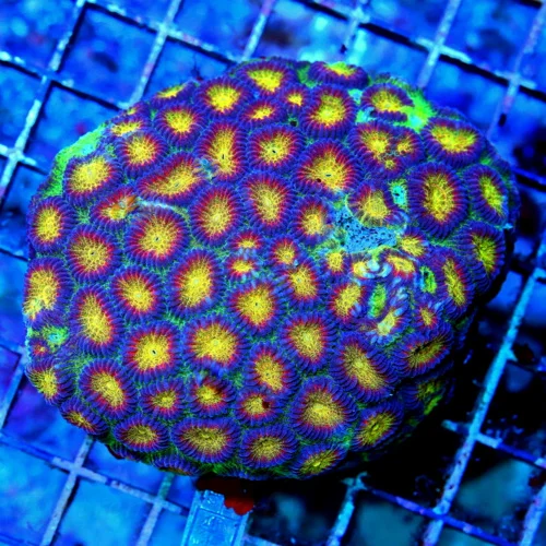 5X5 ULTIMATE FAVIA-HANDPICKED QUAD COLORED ULTRA SHOWPIECE INDO FAVIA-THIS IS EPIC FIRE!!