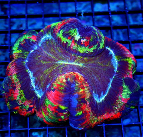 5.5X5.5 XXL ULTRA WELLSOPHYLLIA-I ABSOLUTELY LOVE THE CONTRAST OF THIS WELLSO-DEFINATE SCREAMER!!