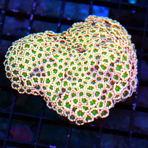 5X4 LARGE ULTRA PINK-TANGERINE GREEN ALIEN EYED ULTRA COLORED GONIPORA-THIS IS AWESOME!!!