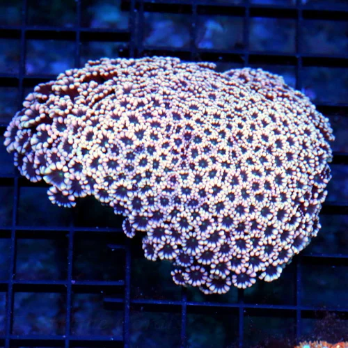 5.5X4.5 ULTRA ULTRA GONIPORA-ABSOLUTELY INCREDIBLE SUPER PINK ALIEN EYED PERFECT SHOWPIECE GONIPORA!