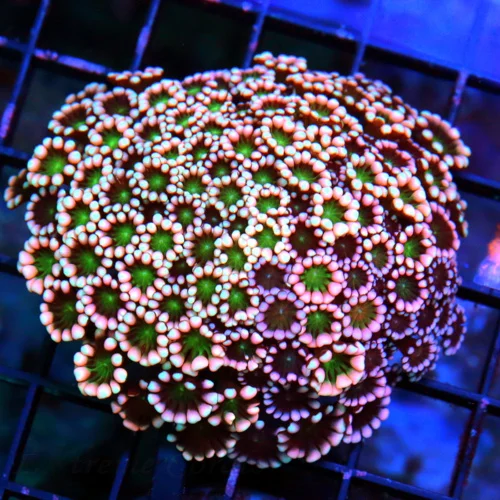 4X4 LARGE ULTRA GONIOPORA-SUPER RED AND PINK GREEN ALIEN EYED SHOWPIECE GONIOPORA-I LOVE GONIS WITH 