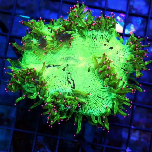 4.5X4.5 ULTRA ELEGANCE-SUPER DUPER NEON PINK TIPPED ULTRA COLORED INDO ELEGANCE-BEAUTIFUL COLOR!!