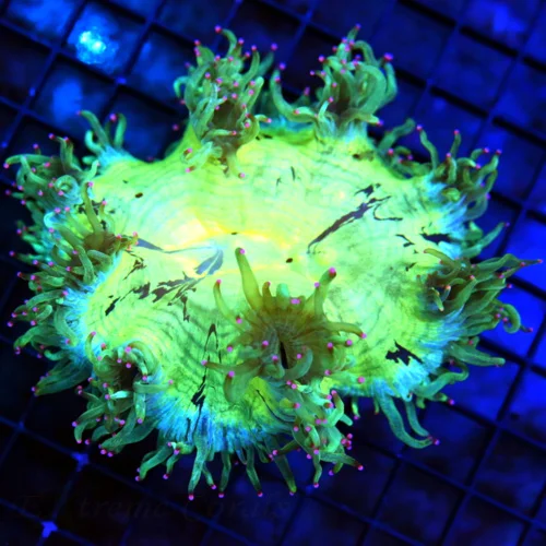 5X4 SUPER COLORED ELEGANCE-VERY VERY RARE "BLUE RINGED" PINK TIPPED ICDO CONE ELEGANCE