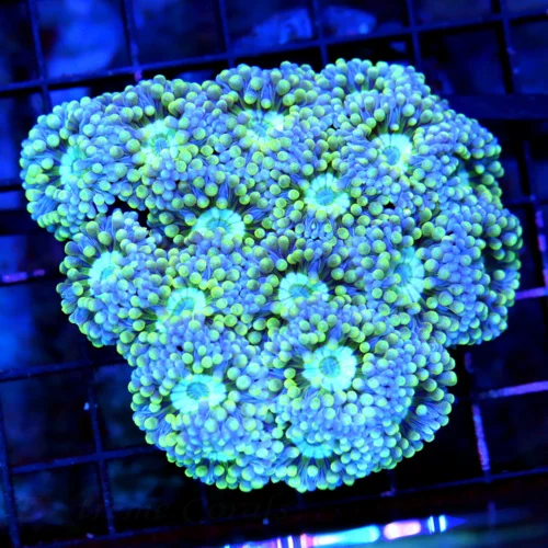 4.5X4.5 VERY VERY RARE "BLUEBERRY DUNCANSAMNIA" I ONLY GET A FEW OF THESE A YEAR