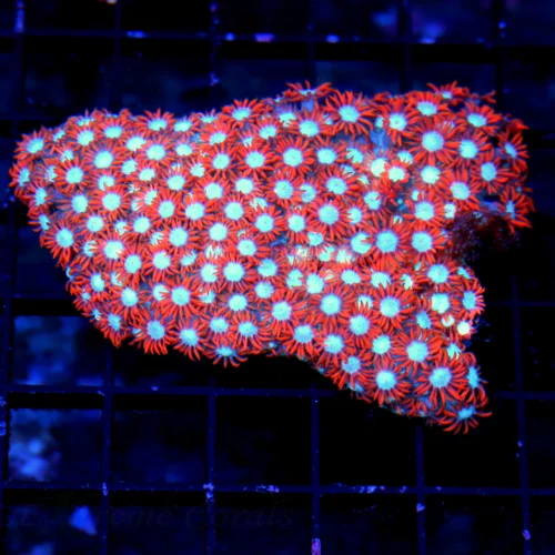 4.5X4 BEST GONIOPORA OF THE WEEK SUPER SUPER SUPER RED NEON BLUE WHITE ALIN EYED SHOWPIECE