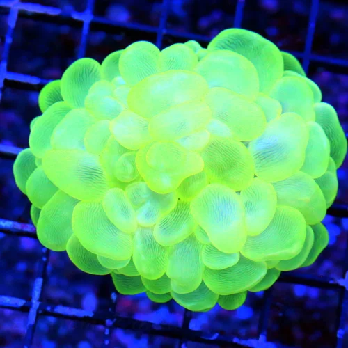 4X3 ULTRA BUBBLE CORAL-VERY INTENSED COLOR SUPER LEMONLIME GREEN ULTRA GRADE INDO BUBBLE CORAL