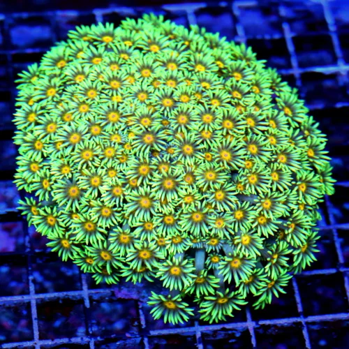 4X4 YELLOW EYED GONIPORA!! SUPER INSANE YELLOW EYED ULTRA GRADE SHOWPIECE GONIOPORA-WICKED!!