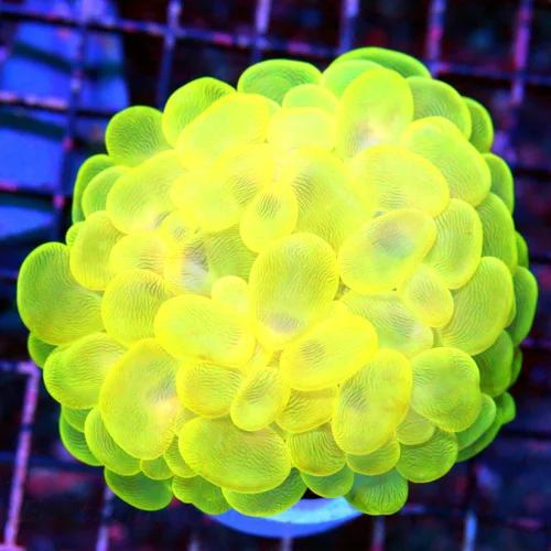 4.5X4 ULTRA YELLOW ULTRA FIRE INDO BUBBLE CORAL-I LOVE THIS SPECIMEN COLOR IS SUPER INTENSE!!