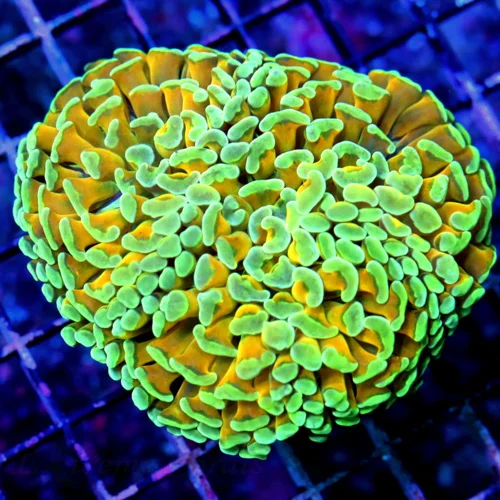 4.5X4 LARGE ONE OF A KIND SHOW COLOR AUSSIE FATHEAD HAMMER SUPER ORANGE AND SEAFOAM GREENTIPPED SHOW