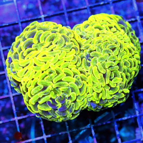 5X4 LARGE BRANCHING HAMMER-AUSSIE NEON NEON HIGHLIGHTER YELLOW SPLATTER BLUE BRANCHING HAMMER