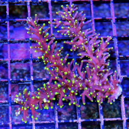 3.5x3 ACROPORA-EC "LITTLE RED FERRARI" ACROPORA-INCREDIBLE COLLECTORS ITEM-ARRIVE ALIVE GUARANTEE