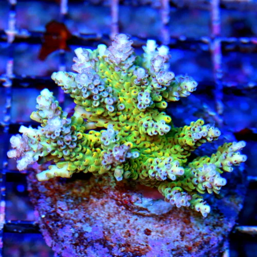 3.5" ACROPORA-EC ACROPORA MICROLADOS-BEAUTIFUL SPECIMEN-VERY VERY GOOD COLOR